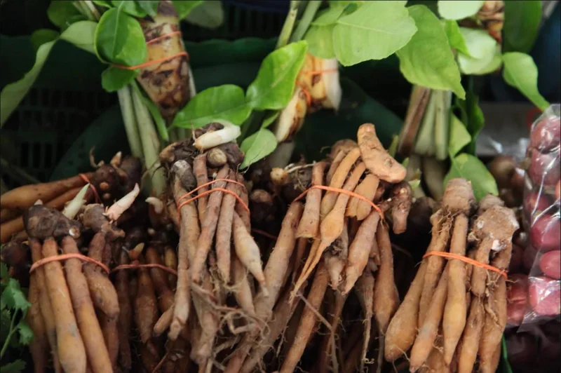 Finger Root Live Plant Starter - Krachai Ginger Plant, 4-8 Inch Tall Finger Root Live Plant Starter - Krachai Ginger Plant, 4-8 Inch Tall - Image 6