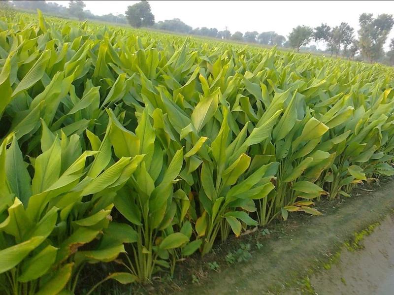 Finger Root Live Plant Starter - Krachai Ginger Plant, 4-8 Inch Tall Finger Root Live Plant Starter - Krachai Ginger Plant, 4-8 Inch Tall - Image 7