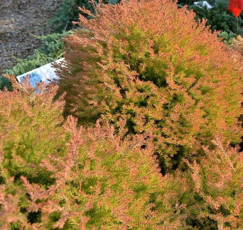 Fire Chief Globe Arborvitae Live Plant - 6" Tall, 1 Quart Pot, Thuja occidentalis Fire Chief Globe Arborvitae Live Plant - 6" Tall, 1 Quart Pot, Thuja occidentalis - Image 2