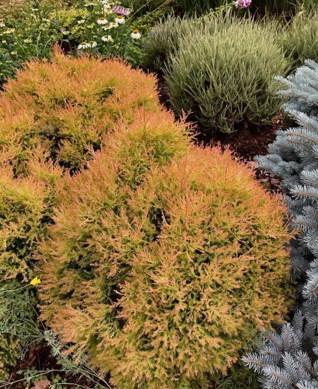 Fire Chief Globe Arborvitae Live Plant - 6" Tall, 1 Quart Pot, Thuja occidentalis Fire Chief Globe Arborvitae Live Plant - 6" Tall, 1 Quart Pot, Thuja occidentalis - Image 3