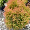 Fire Chief Globe Arborvitae Live Plant - 6" Tall, 1 Quart Pot, Thuja occidentalis Fire Chief Globe Arborvitae Live Plant - 6" Tall, 1 Quart Pot, Thuja occidentalis - Image 1