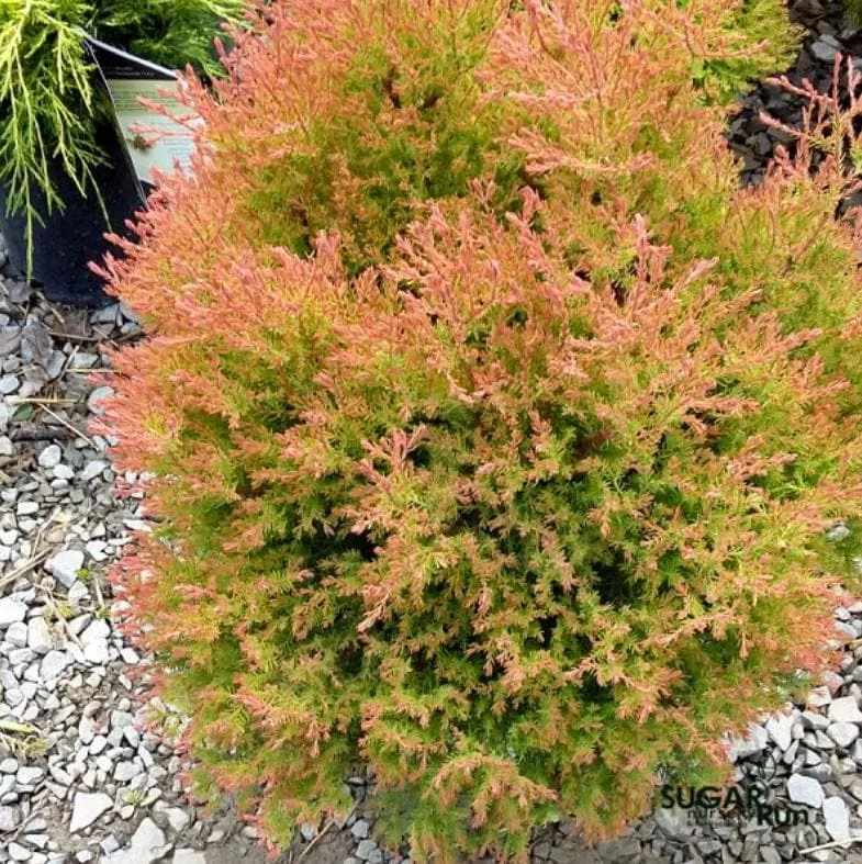 Fire Chief Globe Arborvitae Live Plant - 6" Tall, 1 Quart Pot, Thuja occidentalis Fire Chief Globe Arborvitae Live Plant - 6" Tall, 1 Quart Pot, Thuja occidentalis - Image 1