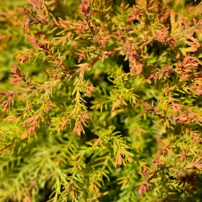 Fire Chief Globe Arborvitae Live Plant - 6" Tall, 1 Quart Pot, Thuja occidentalis Fire Chief Globe Arborvitae Live Plant - 6" Tall, 1 Quart Pot, Thuja occidentalis - Image 4