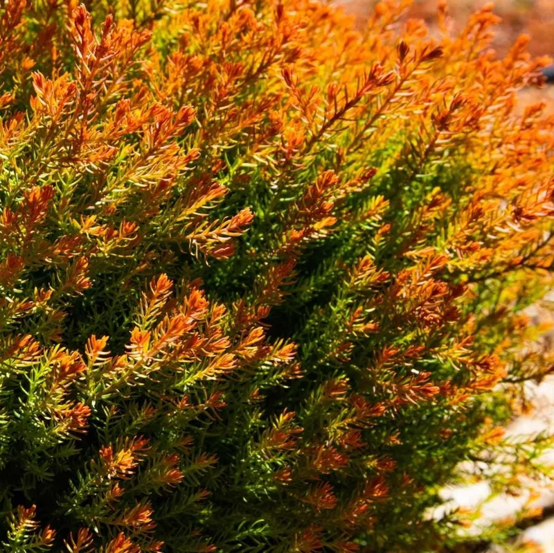 Fire Chief Globe Arborvitae Live Plant - 6" Tall, 1 Quart Pot, Thuja occidentalis Fire Chief Globe Arborvitae Live Plant - 6" Tall, 1 Quart Pot, Thuja occidentalis - Image 5