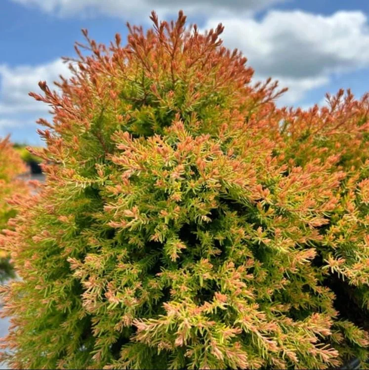 Fire Chief Globe Arborvitae Live Plant - 6" Tall, 1 Quart Pot, Thuja occidentalis Fire Chief Globe Arborvitae Live Plant - 6" Tall, 1 Quart Pot, Thuja occidentalis - Image 6