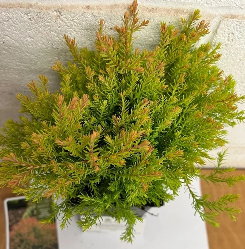 Fire Chief Globe Arborvitae Live Plant - 6" Tall, 1 Quart Pot, Thuja occidentalis Fire Chief Globe Arborvitae Live Plant - 6" Tall, 1 Quart Pot, Thuja occidentalis - Image 7