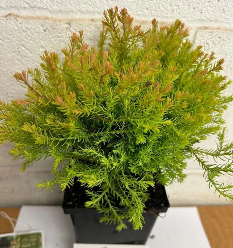 Fire Chief Globe Arborvitae Live Plant - 6" Tall, 1 Quart Pot, Thuja occidentalis Fire Chief Globe Arborvitae Live Plant - 6" Tall, 1 Quart Pot, Thuja occidentalis - Image 8