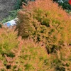 Fire Chief Globe Arborvitae Live Plant - 6" Tall, 1 Quart Pot - Evergreen Shrub - Image 1