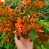Fire Opal Bougainvillea Live Plant – Set of 3 Starter Plants, 4-6" Tall, Red-Orange Flowers, Tropical Vine Fire Opal Bougainvillea Live Plant – Set of 3 Starter Plants, 4-6" Tall, Red-Orange Flowers, Tropical Vine - Image 1