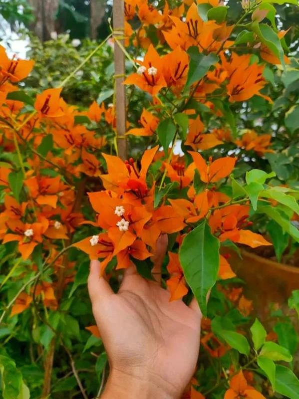 Fire Opal Bougainvillea Live Plant – Set of 3 Starter Plants, 4-6" Tall, Red-Orange Flowers, Tropical Vine Fire Opal Bougainvillea Live Plant – Set of 3 Starter Plants, 4-6" Tall, Red-Orange Flowers, Tropical Vine - Image 1