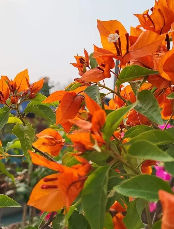 Fire Opal Bougainvillea Live Plant – Set of 3 Starter Plants, 4-6" Tall, Red-Orange Flowers, Tropical Vine Fire Opal Bougainvillea Live Plant – Set of 3 Starter Plants, 4-6" Tall, Red-Orange Flowers, Tropical Vine - Image 2