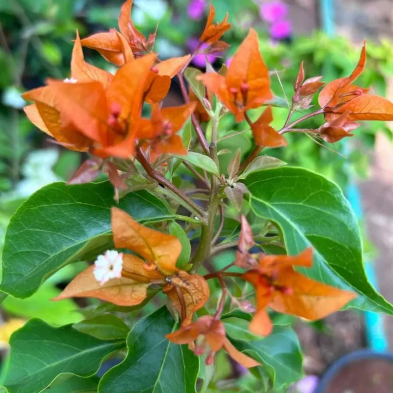 Fire Opal Bougainvillea Live Plant – Set of 3 Starter Plants, 4-6" Tall, Red-Orange Flowers, Tropical Vine Fire Opal Bougainvillea Live Plant – Set of 3 Starter Plants, 4-6" Tall, Red-Orange Flowers, Tropical Vine - Image 3