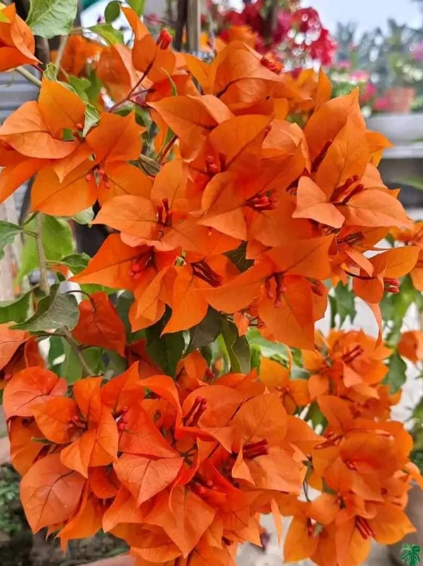 Fire Opal Bougainvillea Live Plant – Set of 3 Starter Plants, 4-6" Tall, Red-Orange Flowers, Tropical Vine Fire Opal Bougainvillea Live Plant – Set of 3 Starter Plants, 4-6" Tall, Red-Orange Flowers, Tropical Vine - Image 4