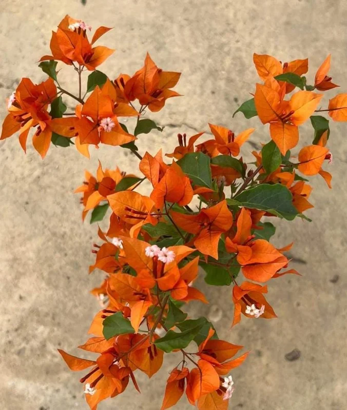Fire Opal Bougainvillea Live Plant – Set of 3 Starter Plants, 4-6" Tall, Red-Orange Flowers, Tropical Vine Fire Opal Bougainvillea Live Plant – Set of 3 Starter Plants, 4-6" Tall, Red-Orange Flowers, Tropical Vine - Image 5