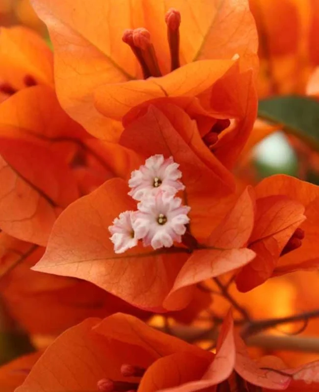 Fire Opal Bougainvillea Live Plant – Set of 3 Starter Plants, 4-6" Tall, Red-Orange Flowers, Tropical Vine Fire Opal Bougainvillea Live Plant – Set of 3 Starter Plants, 4-6" Tall, Red-Orange Flowers, Tropical Vine - Image 6