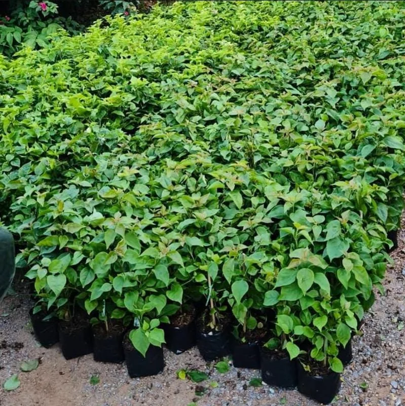 Fire Opal Bougainvillea Live Plants – Set of 2, Orange Flowers, 4-8 Inch Tall Fire Opal Bougainvillea Live Plants – Set of 2, Orange Flowers, 4-8 Inch Tall - Image 10