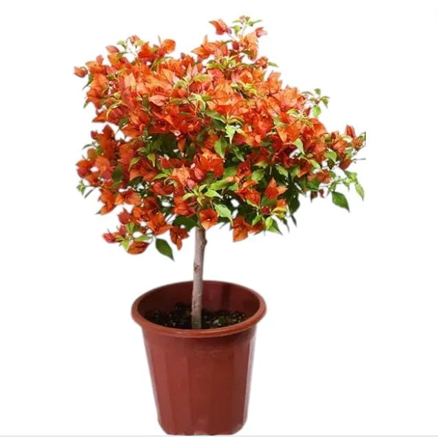Fire Opal Bougainvillea Live Plants – Set of 2, Orange Flowers, 4-8 Inch Tall Fire Opal Bougainvillea Live Plants – Set of 2, Orange Flowers, 4-8 Inch Tall - Image 2