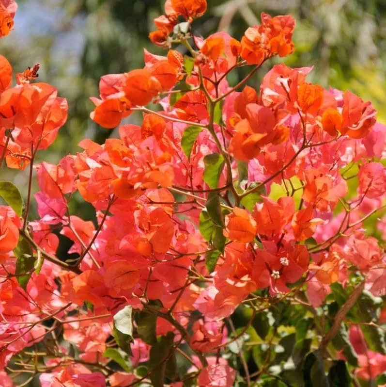 Fire Opal Bougainvillea Live Plants – Set of 2, Orange Flowers, 4-8 Inch Tall Fire Opal Bougainvillea Live Plants – Set of 2, Orange Flowers, 4-8 Inch Tall - Image 3