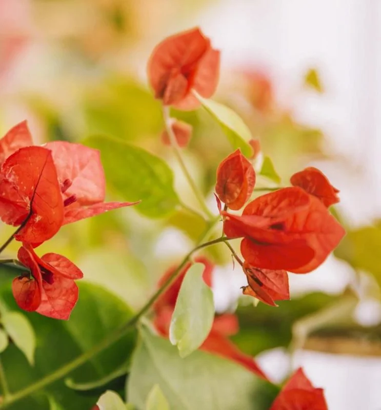 Fire Opal Bougainvillea Live Plants – Set of 2, Orange Flowers, 4-8 Inch Tall Fire Opal Bougainvillea Live Plants – Set of 2, Orange Flowers, 4-8 Inch Tall - Image 5