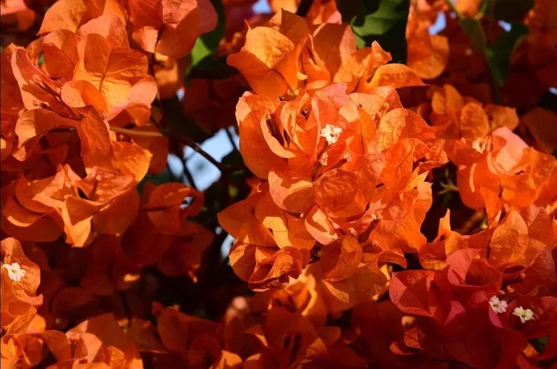 Fire Opal Bougainvillea Live Plants – Set of 2, Orange Flowers, 4-8 Inch Tall Fire Opal Bougainvillea Live Plants – Set of 2, Orange Flowers, 4-8 Inch Tall - Image 8