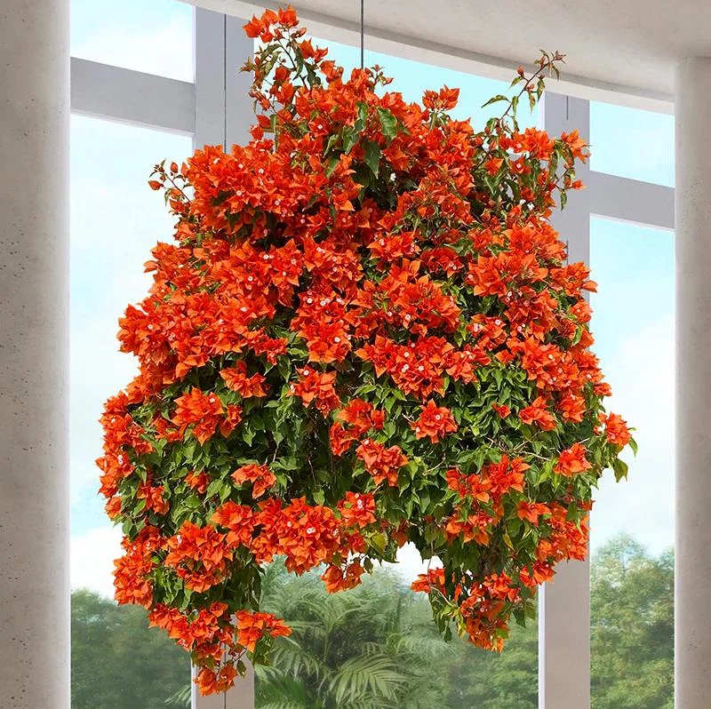 Fire Opal Bougainvillea Live Plants – Set of 2, Orange Flowers, 4-8 Inch Tall Fire Opal Bougainvillea Live Plants – Set of 2, Orange Flowers, 4-8 Inch Tall - Image 9
