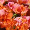 Fire Opal Bougainvillea Live Plants – Set of 2, Orange Flowers, 4-8 Inch Tall - Image 1