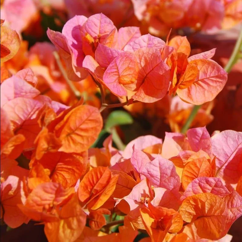 Fire Opal Bougainvillea Live Plants – Set of 2, Orange Flowers, 4-8 Inch Tall Fire Opal Bougainvillea Live Plants – Set of 2, Orange Flowers, 4-8 Inch Tall - Image 1
