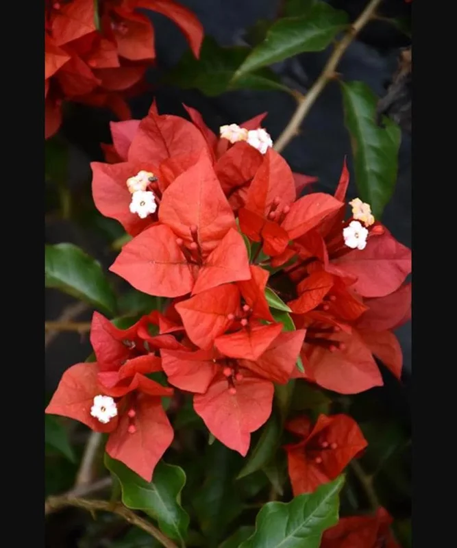 Flame Bougainvillea Live Plants – Set of 2 Starter Vines – 4-8 Inch Tall – Orange-Red Perennial - Image 2