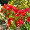 Flame Bougainvillea Live Plants – Set of 2 Starter Vines – 4-8 Inch Tall – Orange-Red Perennial - Image 1
