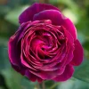 Floribunda Rose Plant – Purple Rose Bush, 4-6 Inch Tall Live Starter - Image 1