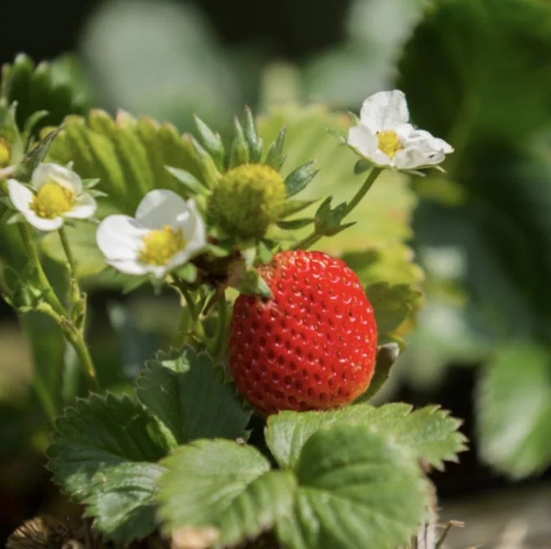 Florida Ember Strawberry Live Plants – Set of 2 – 4-6” Tall – Edible Fruit Florida Ember Strawberry Live Plants – Set of 2 – 4-6” Tall – Edible Fruit - Image 2