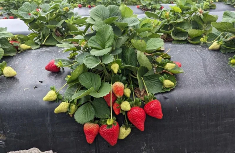 Florida Ember Strawberry Live Plants – Set of 2 – 4-6” Tall – Edible Fruit Florida Ember Strawberry Live Plants – Set of 2 – 4-6” Tall – Edible Fruit - Image 3