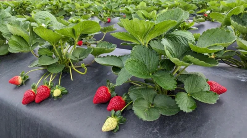 Florida Ember Strawberry Live Plants – Set of 2 – 4-6” Tall – Edible Fruit Florida Ember Strawberry Live Plants – Set of 2 – 4-6” Tall – Edible Fruit - Image 4