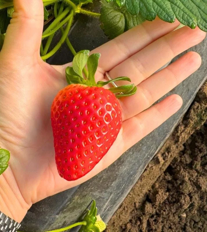 Florida Encore Strawberry Live Plant - Set of 4, 4-6" Tall Bare Root, Edible Fruit Florida Encore Strawberry Live Plant - Set of 4, 4-6" Tall Bare Root, Edible Fruit - Image 3