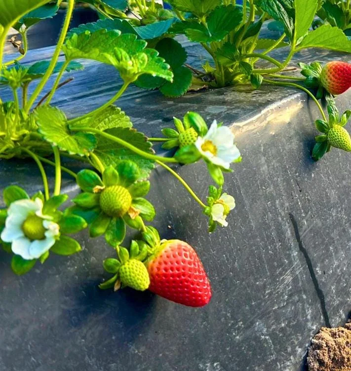 Florida Encore Strawberry Live Plant - Set of 4, 4-6" Tall Bare Root, Edible Fruit Florida Encore Strawberry Live Plant - Set of 4, 4-6" Tall Bare Root, Edible Fruit - Image 4