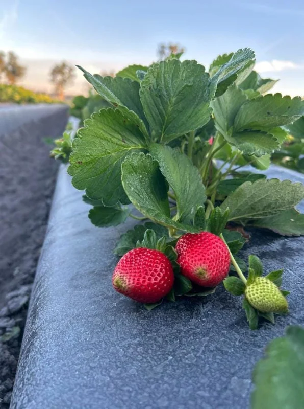 Florida Encore Strawberry Live Plant - Set of 4, 4-6" Tall Bare Root, Edible Fruit Florida Encore Strawberry Live Plant - Set of 4, 4-6" Tall Bare Root, Edible Fruit - Image 5