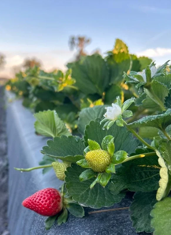 Florida Encore Strawberry Live Plant - Set of 4, 4-6" Tall Bare Root, Edible Fruit Florida Encore Strawberry Live Plant - Set of 4, 4-6" Tall Bare Root, Edible Fruit - Image 6