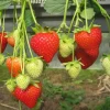 Florida Encore Strawberry Live Plant - Set of 4, 4-6" Tall Bare Root, Edible Fruit - Image 1