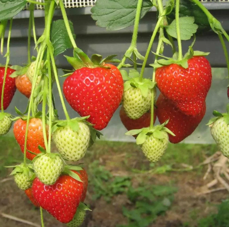 Florida Encore Strawberry Live Plant - Set of 4, 4-6" Tall Bare Root, Edible Fruit Florida Encore Strawberry Live Plant - Set of 4, 4-6" Tall Bare Root, Edible Fruit - Image 1