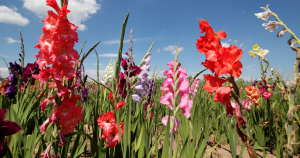 flower bulbs to plant in spring