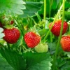 Fort Laramie Strawberry Bare Roots - 10 Pack, Everbearing, Sweet, 4-8 Inch - Image 1