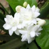 Fragrant Arabic Jasmine Live Plant - Double White Flowers - Half Gallon Pot - Tropical Outdoor - Image 1