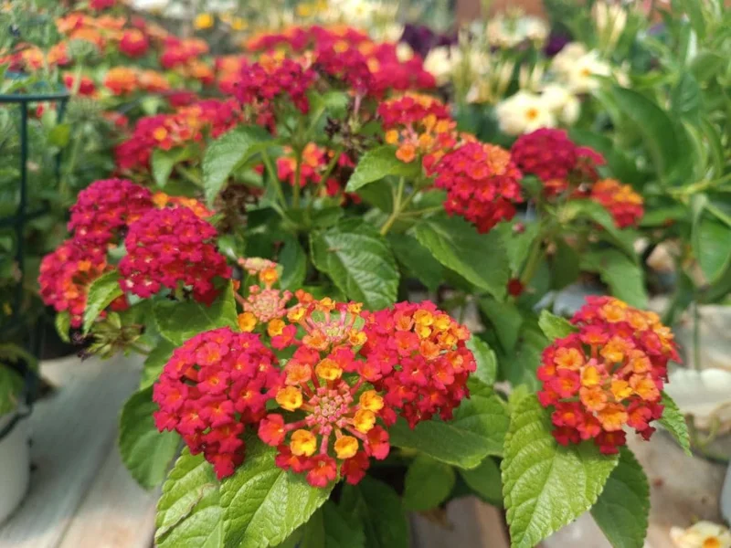 Frans Red Lantana Live Plant – Set of 2, 4-6" Tall – Outdoor – Attracts Pollinators - Image 2