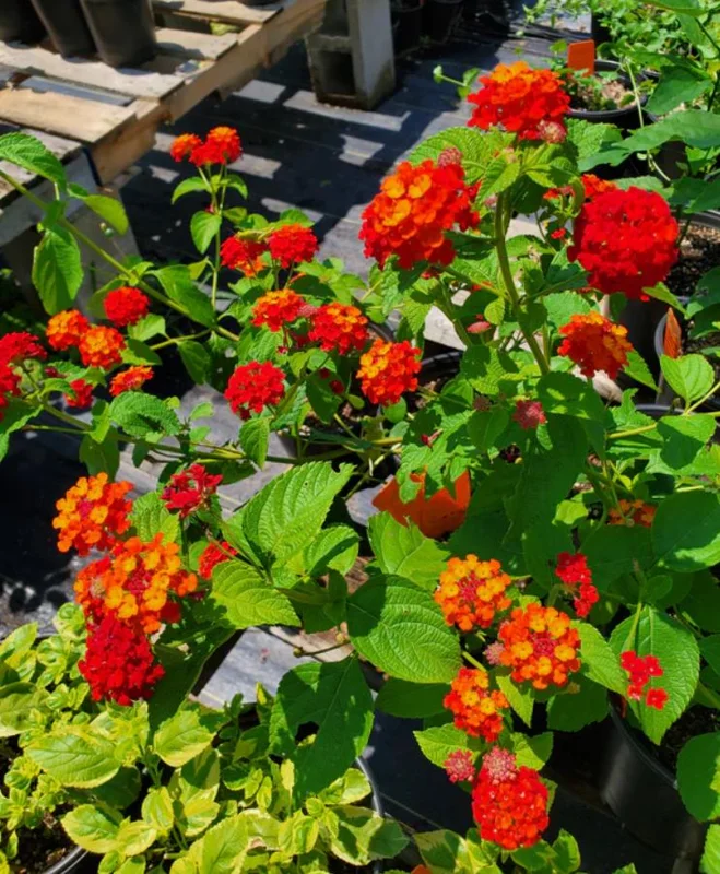 Frans Red Lantana Live Plant – Set of 2, 4-6" Tall – Outdoor – Attracts Pollinators Frans Red Lantana Live Plant – Set of 2, 4-6" Tall – Outdoor – Attracts Pollinators - Image 3
