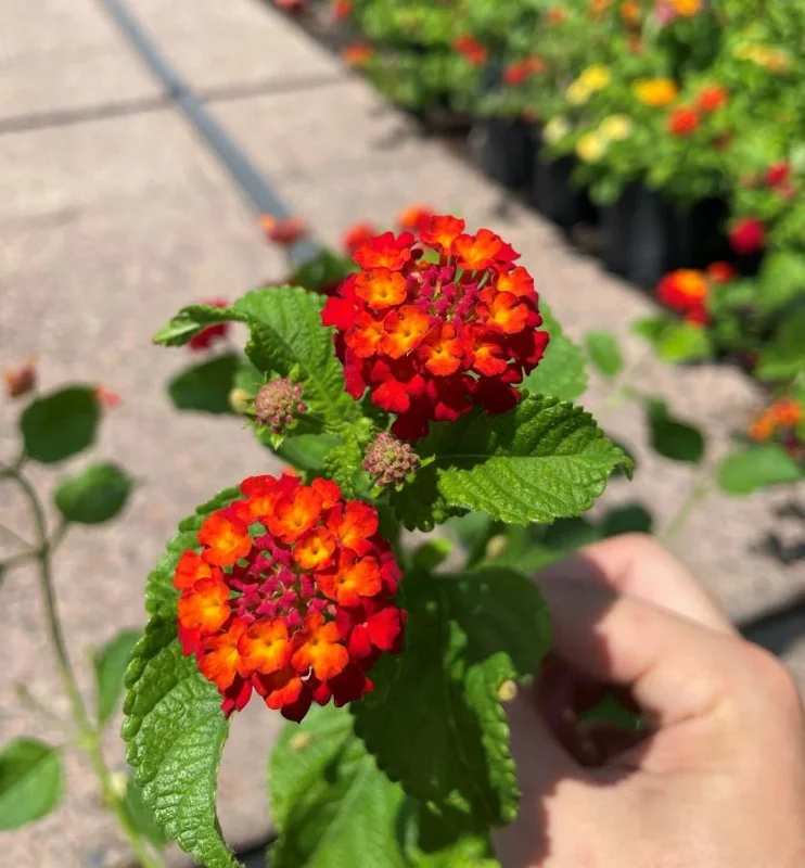 Frans Red Lantana Live Plant – Set of 2, 4-6" Tall – Outdoor – Attracts Pollinators Frans Red Lantana Live Plant – Set of 2, 4-6" Tall – Outdoor – Attracts Pollinators - Image 6