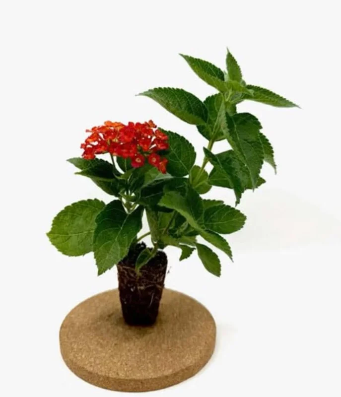 Frans Red Lantana Live Plant – Set of 2, 4-6" Tall – Outdoor – Attracts Pollinators Frans Red Lantana Live Plant – Set of 2, 4-6" Tall – Outdoor – Attracts Pollinators - Image 7