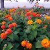 Frans Red Lantana Live Plant – Set of 2, 4-6" Tall – Outdoor – Attracts Pollinators - Image 1