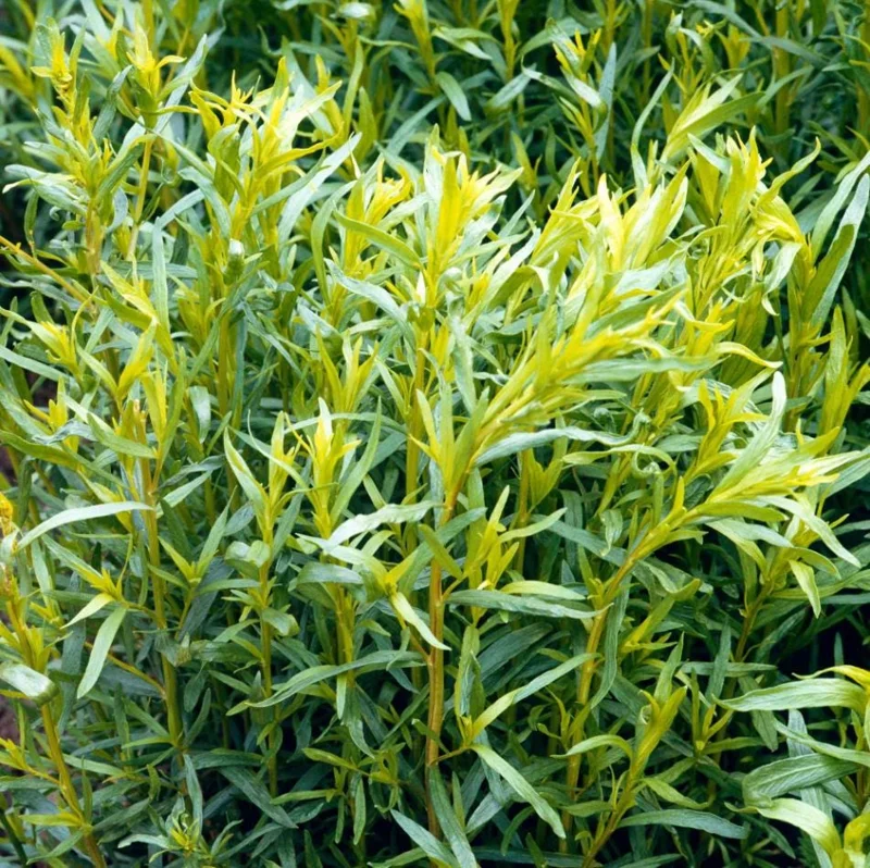 French Tarragon Live Plant - 4-6 Inch Tall Herb Starter for Garden French Tarragon Live Plant - 4-6 Inch Tall Herb Starter for Garden - Image 2