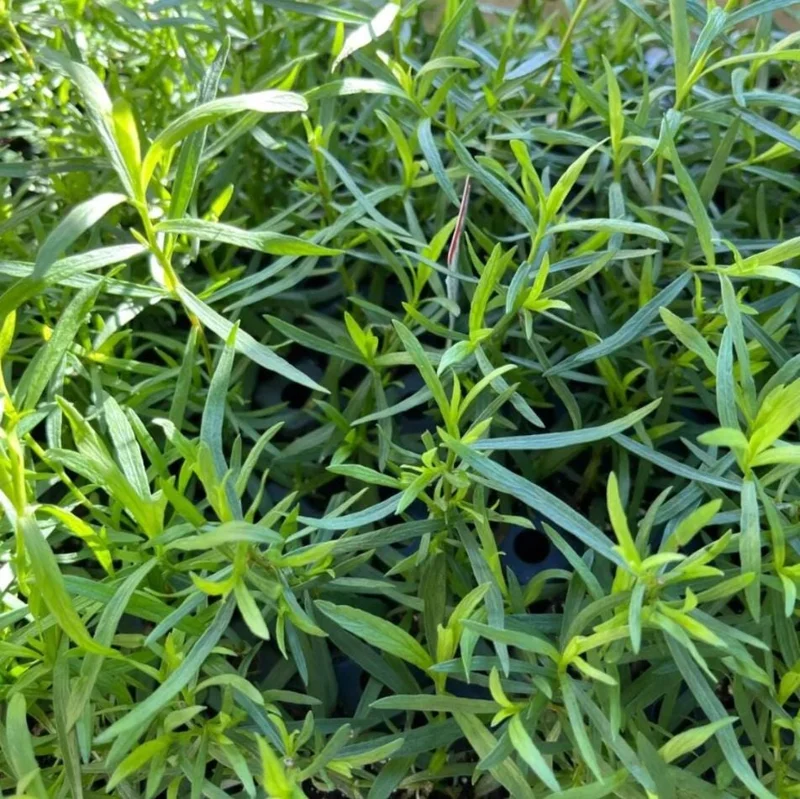 French Tarragon Live Plant - 4-6 Inch Tall Herb Starter for Garden French Tarragon Live Plant - 4-6 Inch Tall Herb Starter for Garden - Image 4