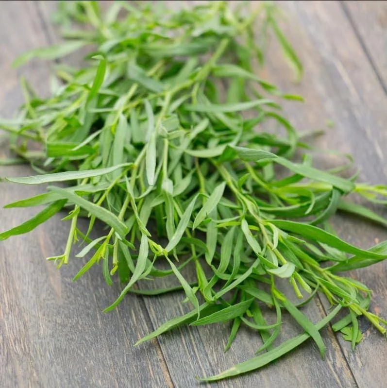 French Tarragon Live Plant - 4-6 Inch Tall Herb Starter for Garden French Tarragon Live Plant - 4-6 Inch Tall Herb Starter for Garden - Image 6